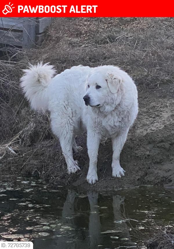 Lost Female Dog last seen Martin Road, Blezard Valley, ON P0M 1E0