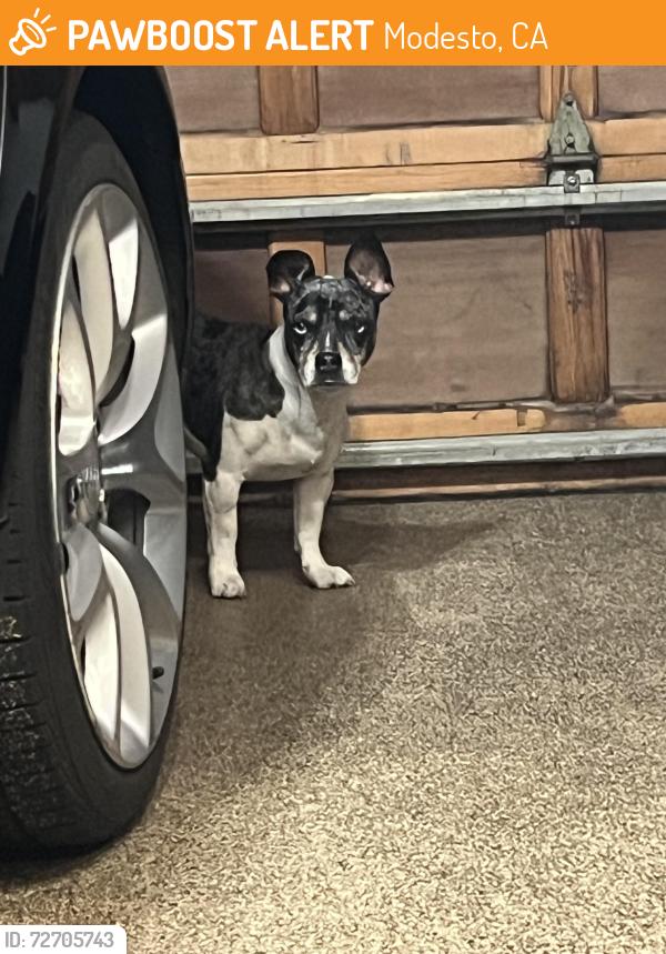 Found/Stray Male Dog last seen Konynenberg , Modesto, CA 95356