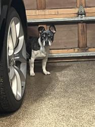 Found/Stray Male Dog last seen Konynenberg , Modesto, CA 95356