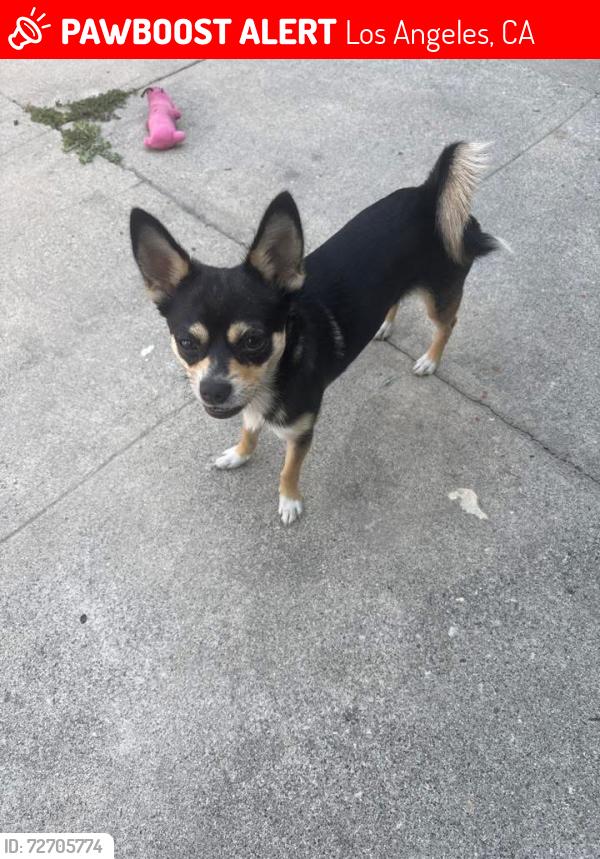 Lost Female Dog last seen Near N Edgemont Street , Los Angeles, CA 90004