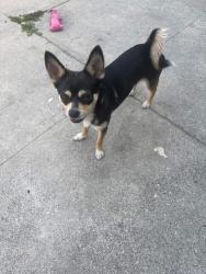 Lost Female Dog last seen Near N Edgemont Street , Los Angeles, CA 90004