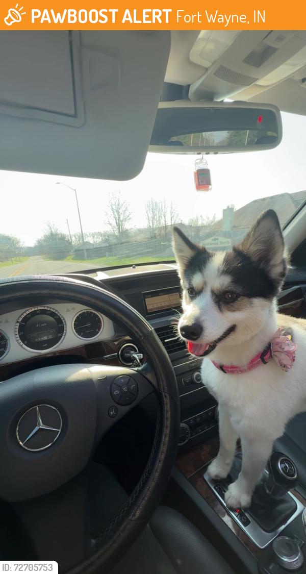 Found/Stray Female Dog last seen Illinois Rd Near Westview Alliance Church, Fort Wayne, IN 46804