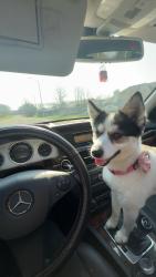 Found/Stray Female Dog last seen Illinois Rd Near Westview Alliance Church, Fort Wayne, IN 46804