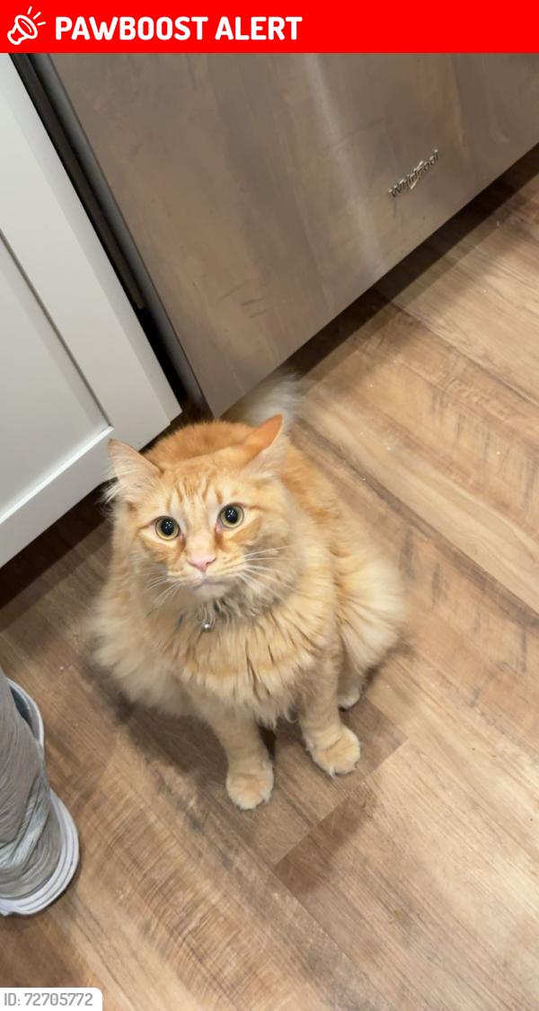 Lost Male Cat last seen E Handy Rd, Spokane County, WA 99005