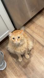 Lost Male Cat last seen E Handy Rd, Spokane County, WA 99005