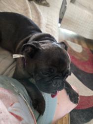Lost Female Dog last seen Dumont and DRYSDALE Street , Spring Hill, FL 34609