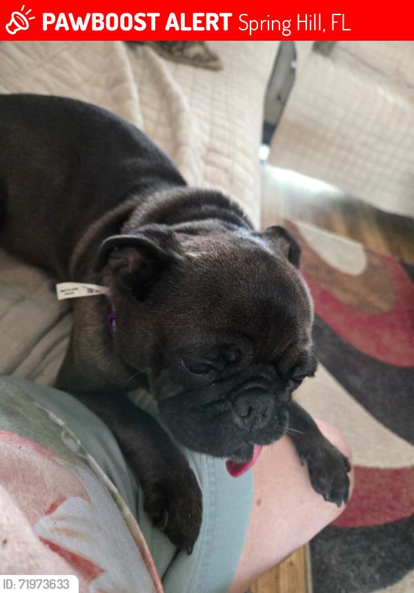 Lost Female Dog last seen Dumont and DRYSDALE Street , Spring Hill, FL 34609