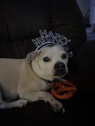 Lost Male Dog last seen The alley behind my house (6941 Indiana avenue), Fort Worth, TX 76137
