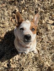 Lost Male Dog last seen Chili fest, Beaver Creek, TX 77836