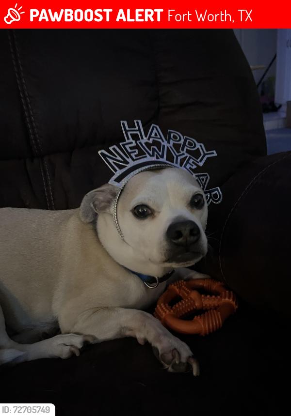 Lost Male Dog last seen The alley behind my house (6941 Indiana avenue), Fort Worth, TX 76137