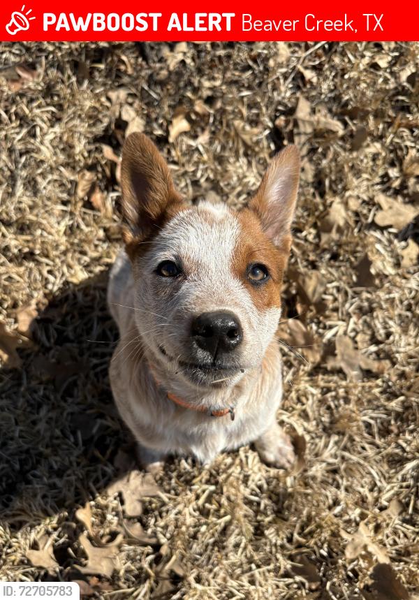 Lost Male Dog last seen Chili fest, Beaver Creek, TX 77836