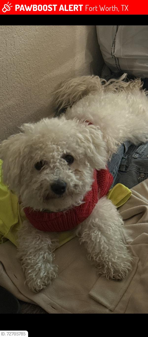 Lost Male Dog last seen Alter dr 76119 , Fort Worth, TX 76119