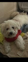 Lost Male Dog last seen Alter dr 76119 , Fort Worth, TX 76119