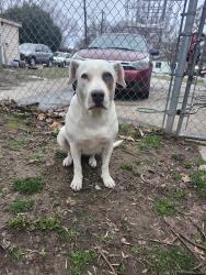 Lost Female Dog last seen Shoshone and Casa, Boise, ID 83705