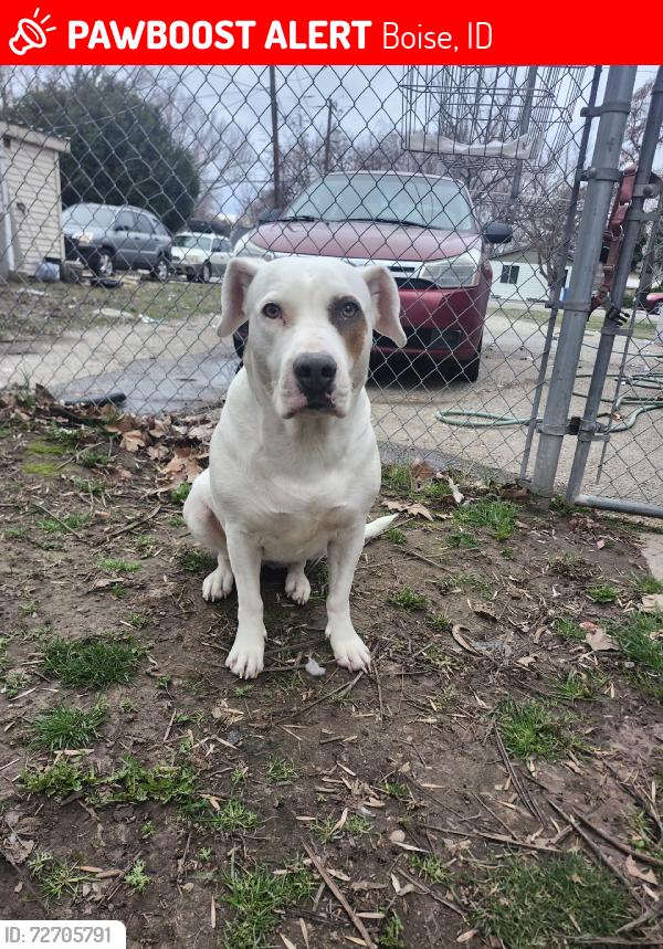 Lost Female Dog last seen Shoshone and Casa, Boise, ID 83705