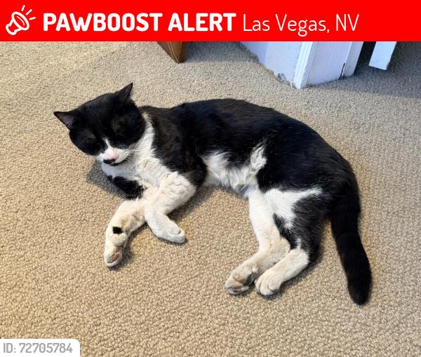 Lost Male Cat last seen Twin Palms Circle and Tioga, Las Vegas, NV 89117