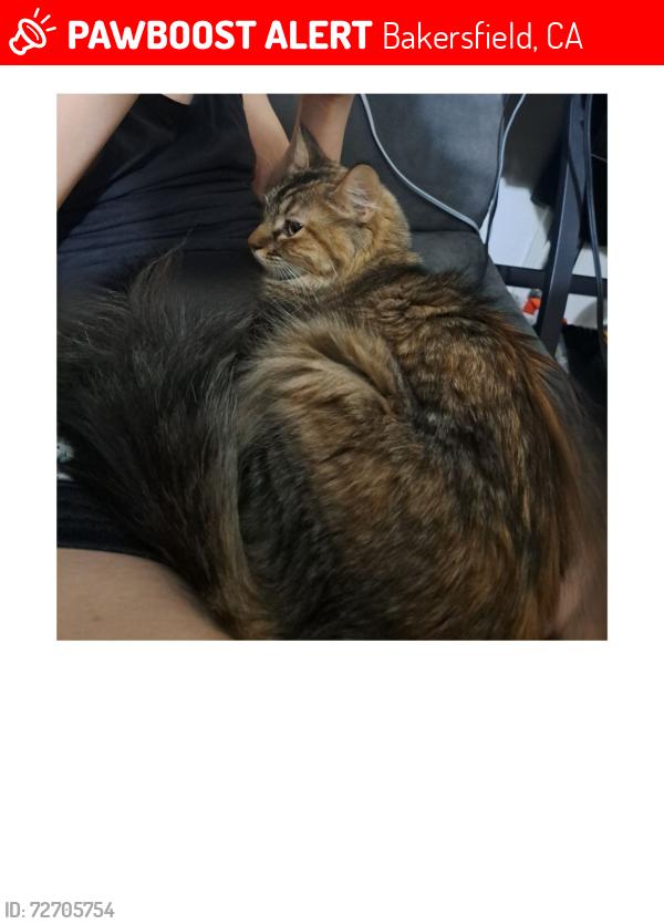 Lost Female Cat last seen Cheyenne Mountain Dr and Chatfield Meadow Way, Bakersfield, CA 93314