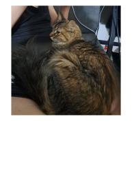 Lost Female Cat last seen Cheyenne Mountain Dr and Chatfield Meadow Way, Bakersfield, CA 93314