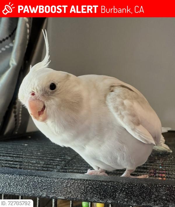 Lost Male Bird last seen Luther Burbank middle school, Burbank, CA 91505