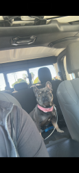 Lost Male Dog last seen B street, National City, CA 91950