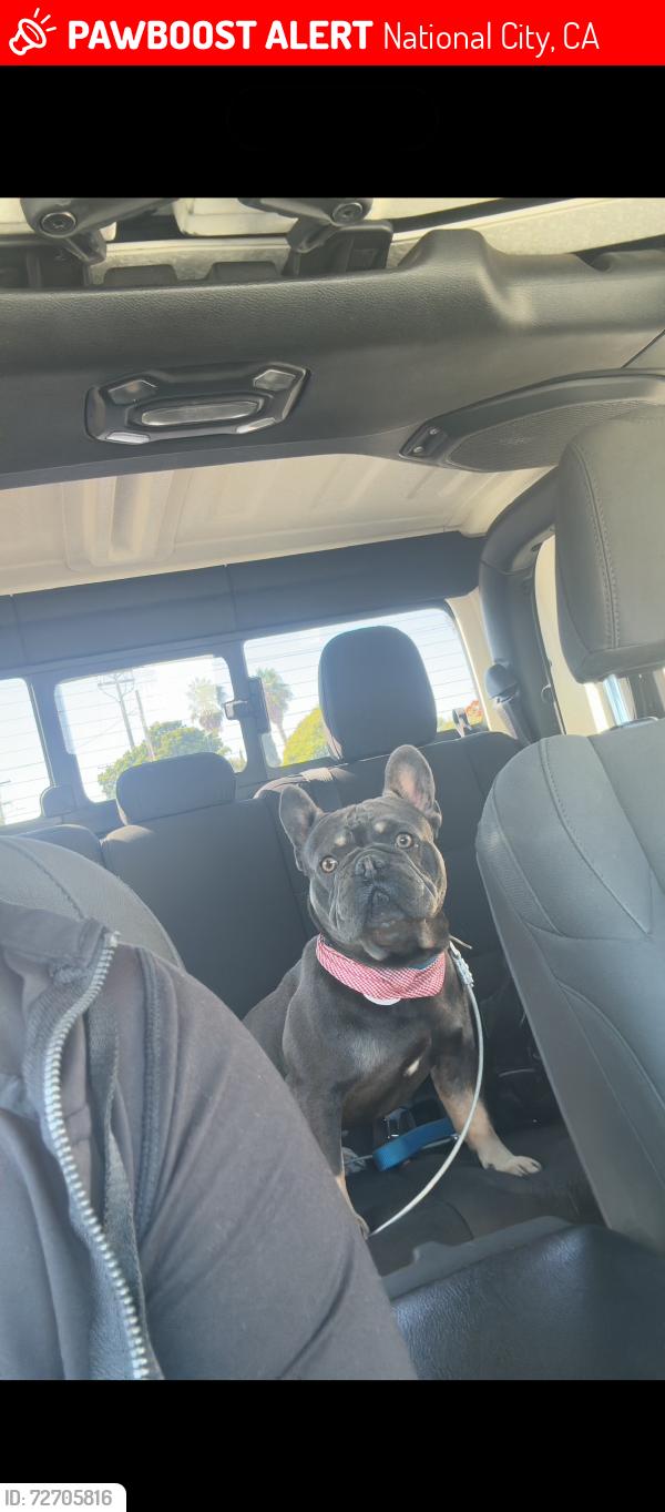 Lost Male Dog last seen B street, National City, CA 91950