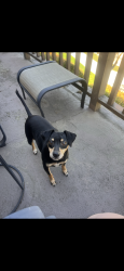 Lost Male Dog last seen Near Solana way Temecula ca , Temecula, CA 92591