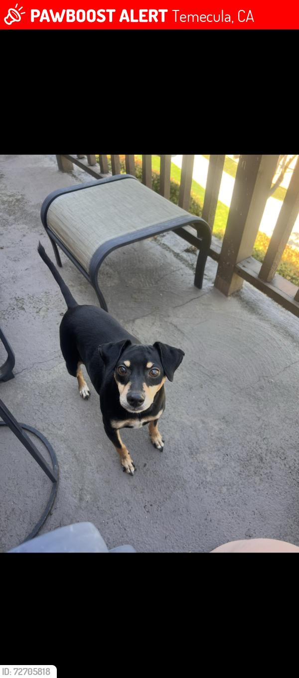 Lost Male Dog last seen Near Solana way Temecula ca , Temecula, CA 92591