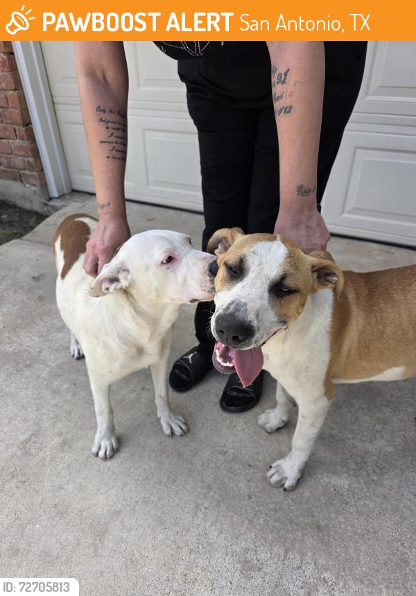 Found/Stray Female Dog last seen Ft. Donelson , San Antonio, TX 78245