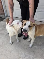 Found/Stray Female Dog last seen Ft. Donelson , San Antonio, TX 78245