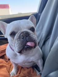 Found/Stray Female Dog last seen King Bakersfield ca, Bakersfield, CA 93304