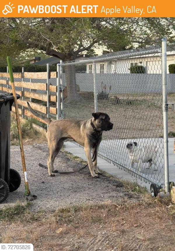 Found/Stray Male Dog last seen Sholic rd and lone eagle. Apple valley ca, Apple Valley, CA 92308