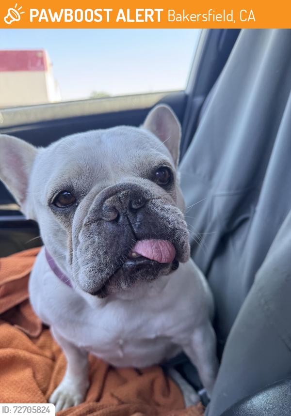 Found/Stray Female Dog last seen King Bakersfield ca, Bakersfield, CA 93304