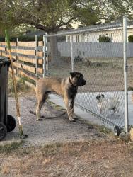 Found/Stray Male Dog last seen Sholic rd and lone eagle. Apple valley ca, Apple Valley, CA 92308