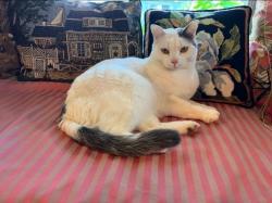 Lost Male Cat last seen Vineyard Street and Chapel Hill Rd., Durham, NC 27707
