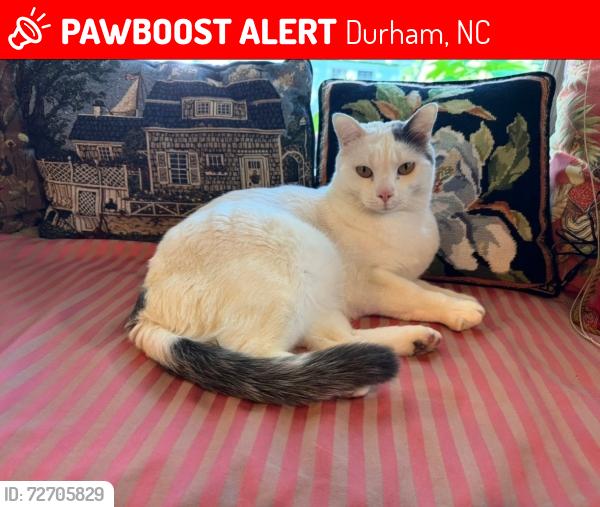 Lost Male Cat last seen Vineyard Street and Chapel Hill Rd., Durham, NC 27707