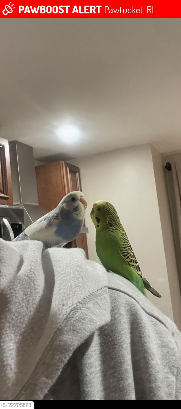 Lost Unknown Bird last seen Columbus Ave second st  Bloomfield st , Pawtucket, RI 02861