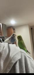 Lost Unknown Bird last seen Columbus Ave second st  Bloomfield st , Pawtucket, RI 02861