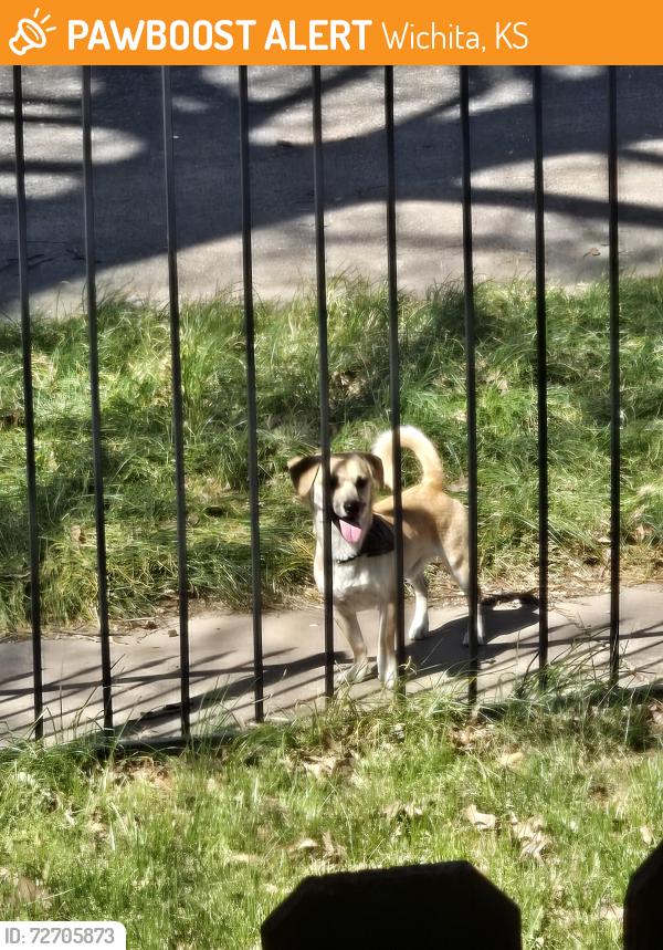 Found/Stray Male Dog last seen Mtvernon and water st, Wichita, KS 67213
