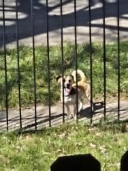 Found/Stray Male Dog last seen Mtvernon and water st, Wichita, KS 67213