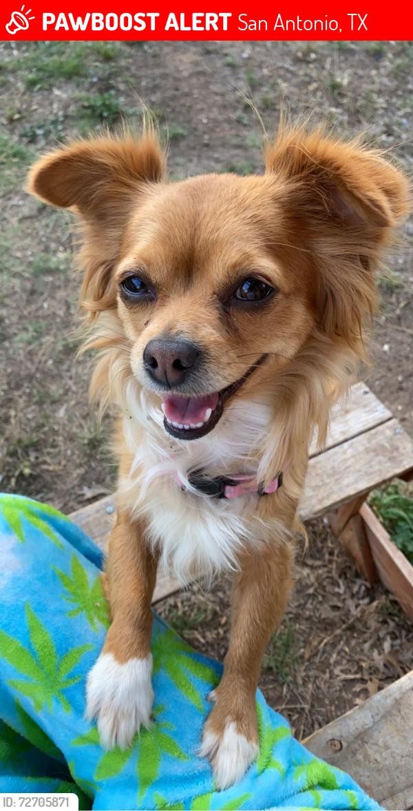 Lost Female Dog last seen Cliff Valley , San Antonio, TX 78250