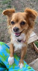 Lost Female Dog last seen Cliff Valley , San Antonio, TX 78250