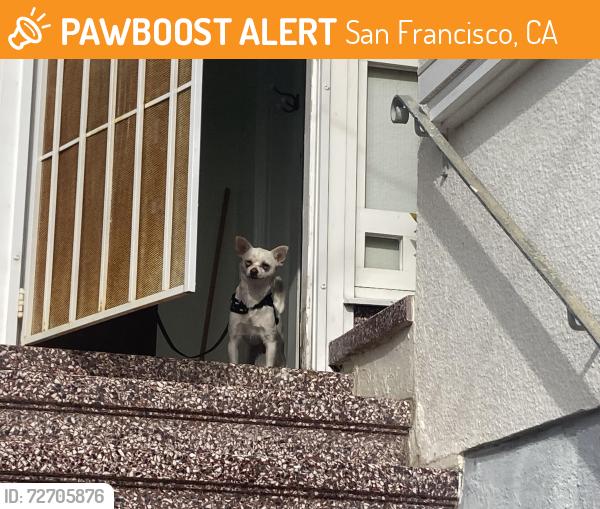 Found/Stray Female Dog last seen A few blocks from the Ocean Avenue Whole Foods, San Francisco, CA 94112