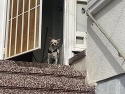 Found/Stray Female Dog last seen A few blocks from the Ocean Avenue Whole Foods, San Francisco, CA 94112
