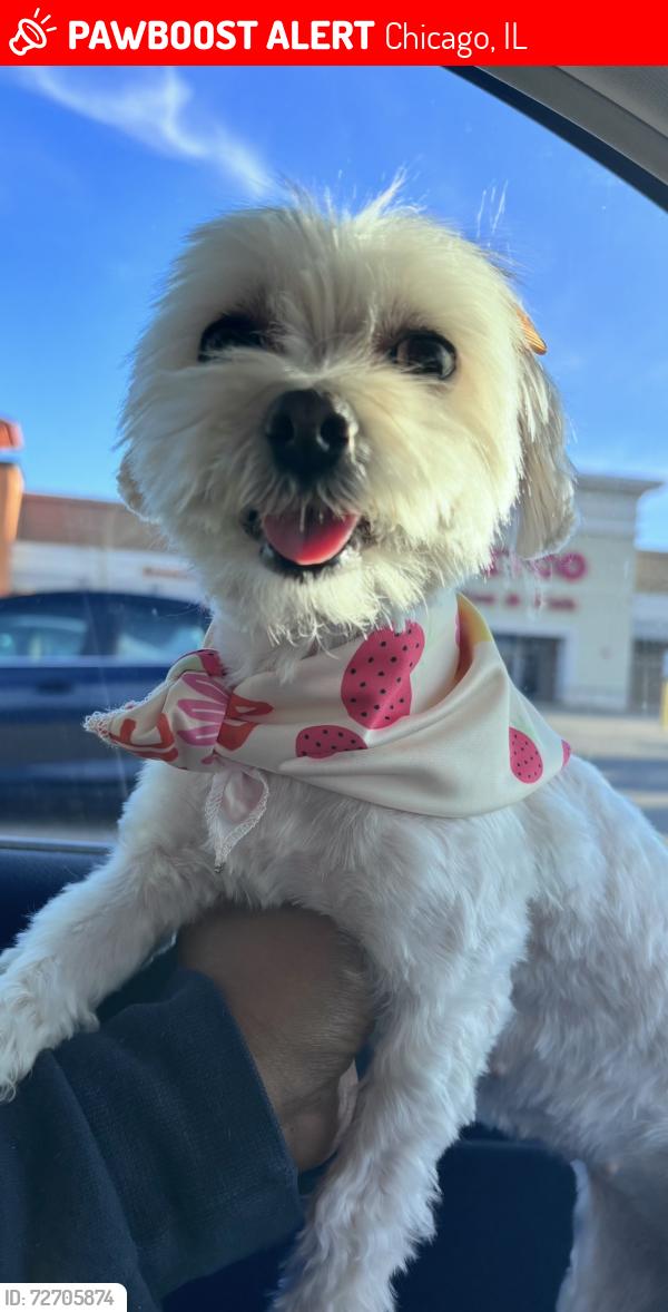 Lost Female Dog last seen 71st and Normal, Chicago, IL 60621
