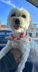 Lost Female Dog last seen 71st and Normal, Chicago, IL 60621
