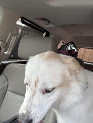 Found/Stray Male Dog last seen Ownby & Hilcrest , Frisco, TX 75035
