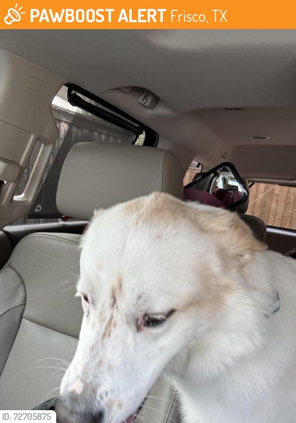 Found/Stray Male Dog last seen Ownby & Hilcrest , Frisco, TX 75035