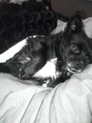Lost Male Dog last seen BONNIE HENSONS  ON BELMONT N MARKS FRANKLIN AVE, Fresno, CA 93701