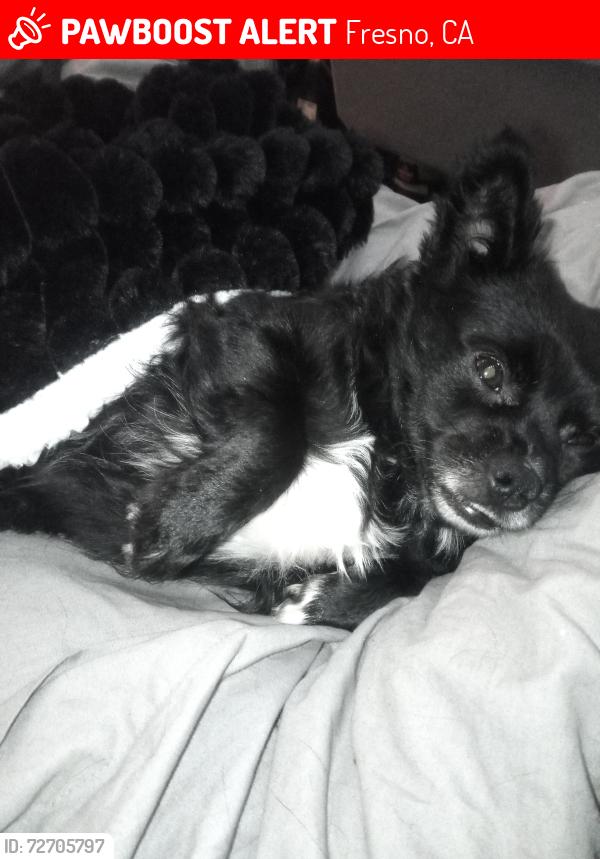 Lost Male Dog last seen BONNIE HENSONS  ON BELMONT N MARKS FRANKLIN AVE, Fresno, CA 93701