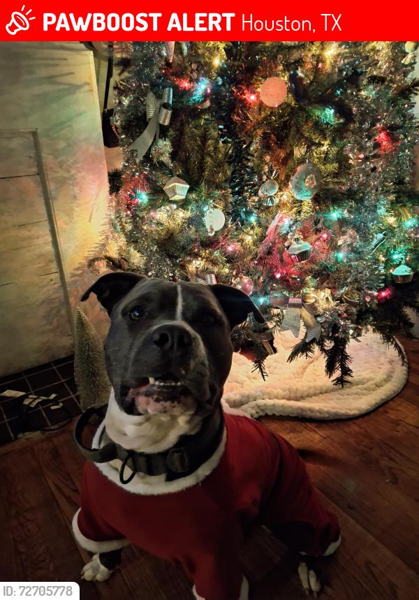 Lost Male Dog last seen 75th and Lawndale , Houston, TX 77023